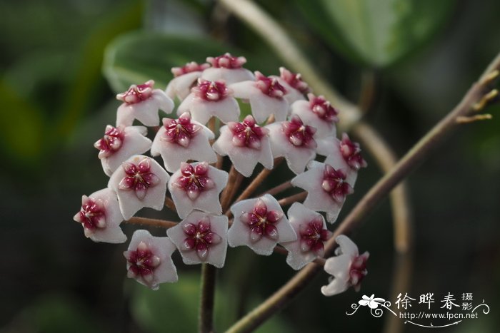 倒卵叶球兰Hoya obovata