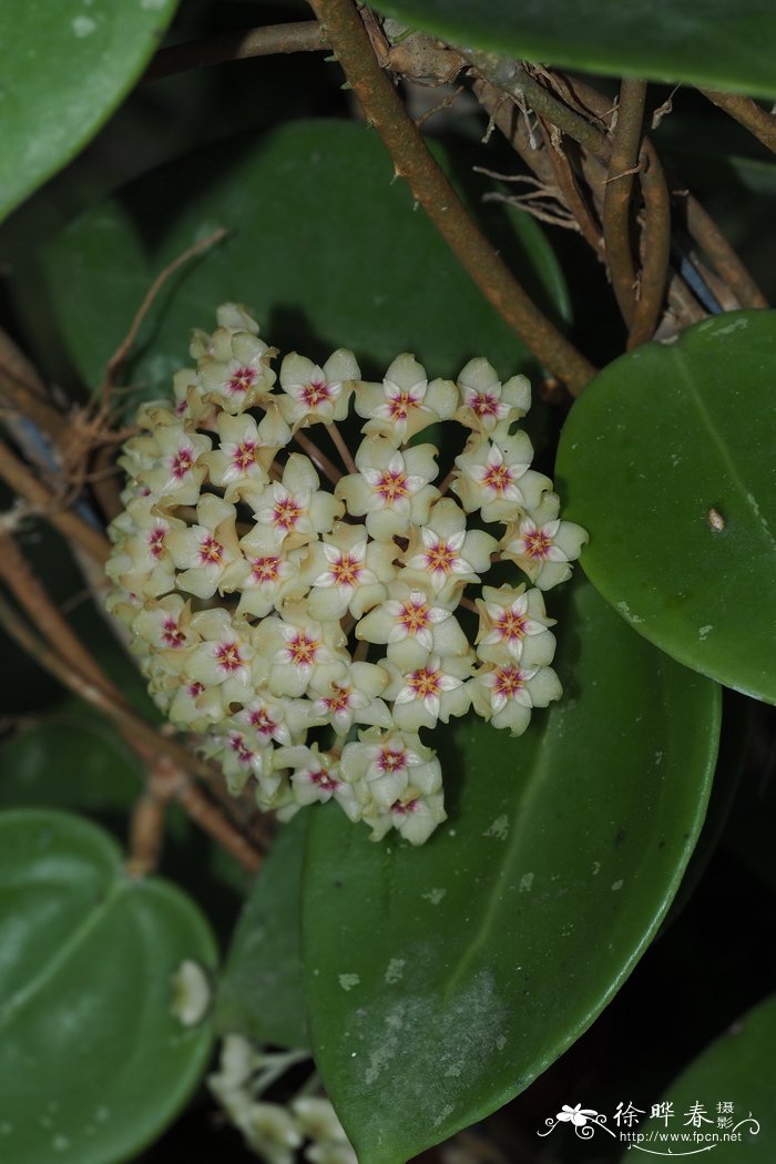 寄生球兰Hoya parasitica