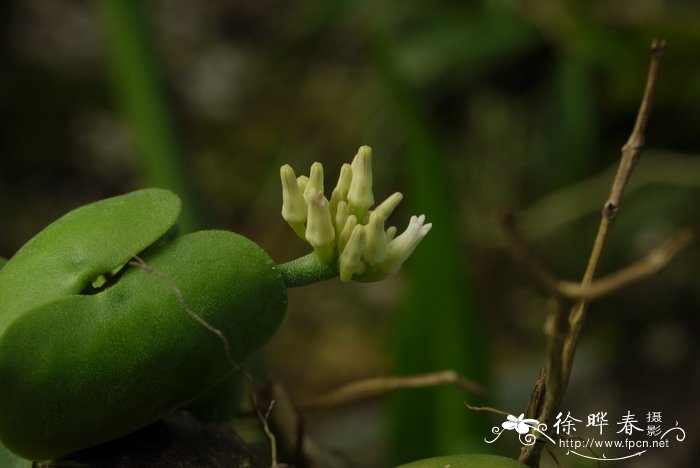 贝壳叶眼树莲Dischidia collyris