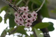 格兰可球兰Hoyagolamcoiana