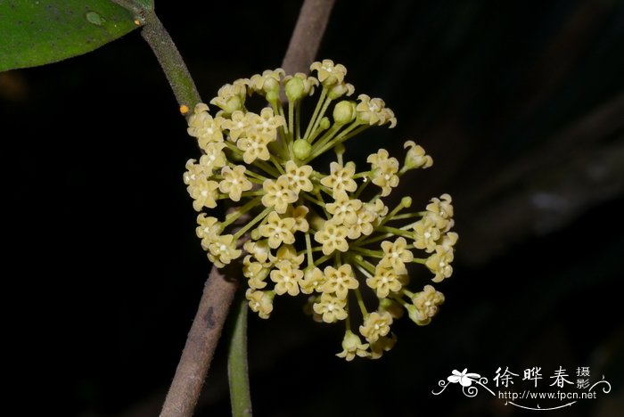 宽叶匙羹藤Gymnema latifolium