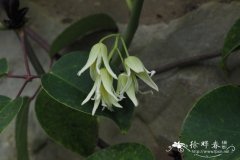 日本野木瓜Stauntonia hexaphylla