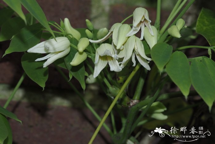 日本野木瓜Stauntonia hexaphylla