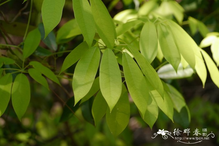 钝药野木瓜Stauntonia leucantha