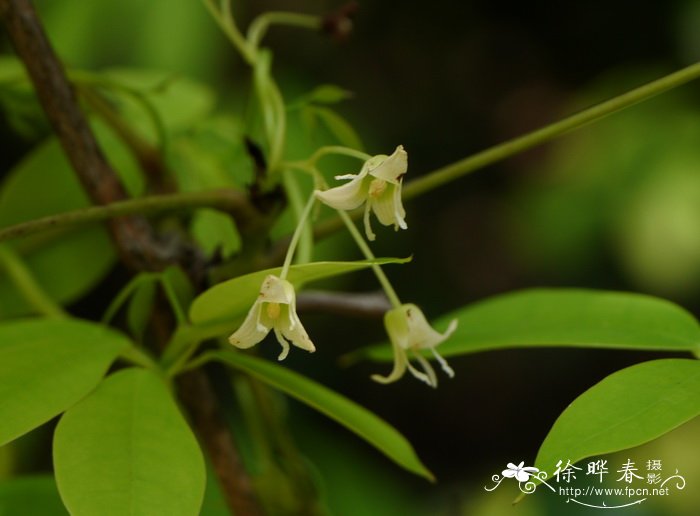 钝药野木瓜Stauntonia leucantha