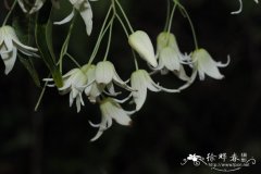 尾叶那藤Stauntonia obovatifoliola subsp. urophylla