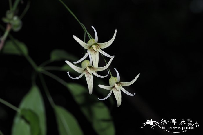 尾叶那藤Stauntonia obovatifoliola subsp. urophylla