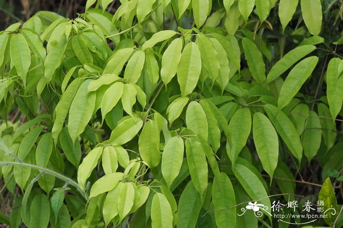 尾叶那藤Stauntonia obovatifoliola subsp. urophylla