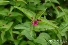 红素馨Jasminum beesianum