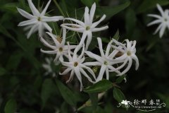 华南素馨Jasminum cathayense