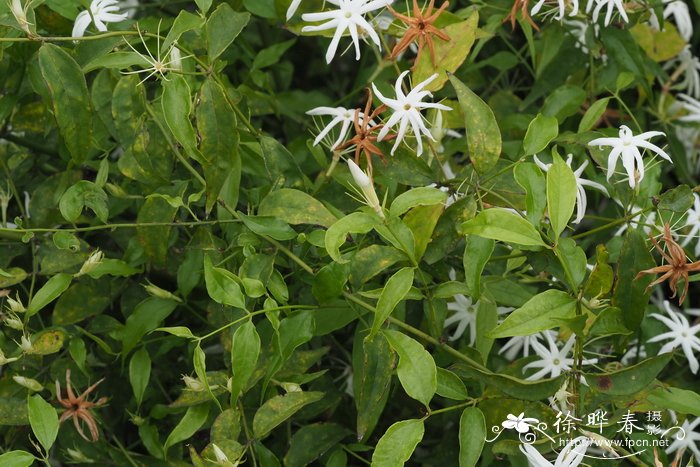 华南素馨Jasminum cathayense