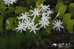 大叶素馨Jasminum attenuatum