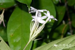 灌木素馨Jasminum fruticans