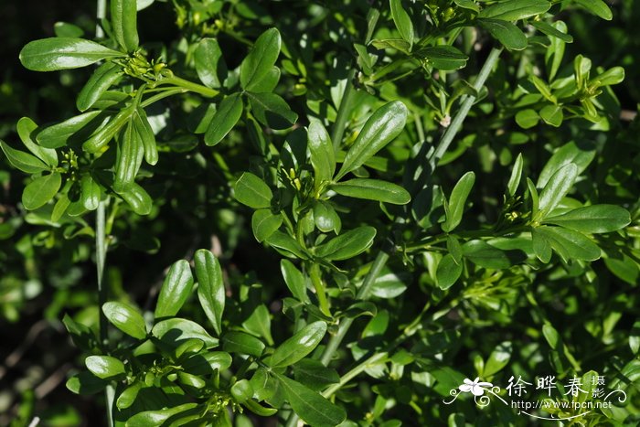 灌木素馨Jasminum fruticans