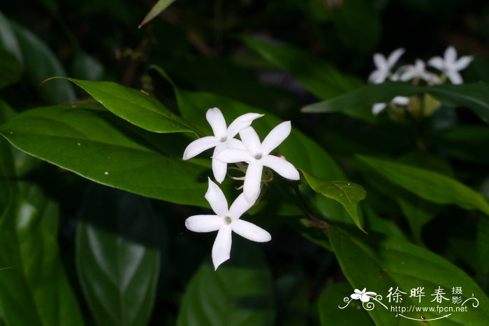 白萼素馨Jasminum albicalyx