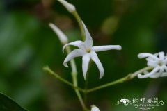 咖啡素馨Jasminum coffeinum