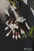 双子素馨Jasminum dispermum