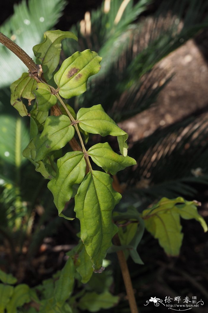 双子素馨Jasminum dispermum