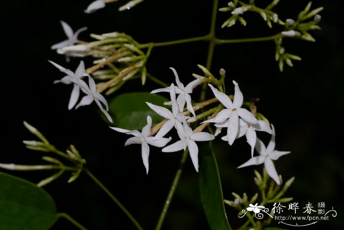 清香藤Jasminum lanceolaria