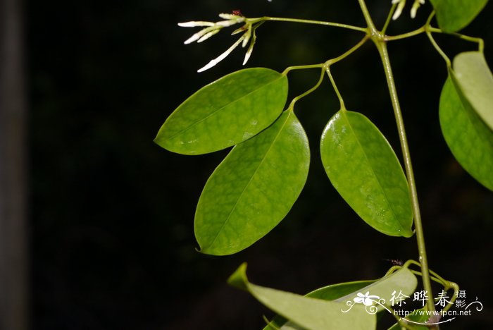 清香藤Jasminum lanceolaria