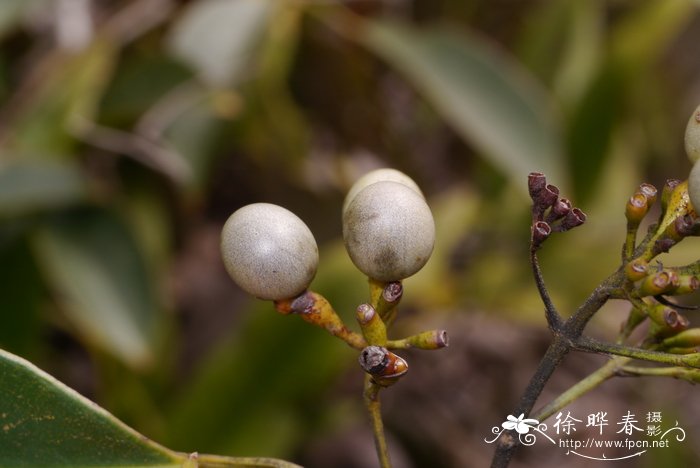 清香藤Jasminum lanceolaria