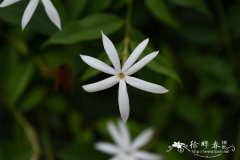 青藤仔Jasminum nervosum