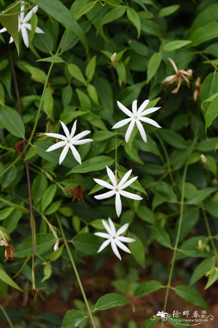 青藤仔Jasminum nervosum