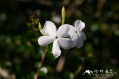 元江素馨Jasminum yuanjiangense