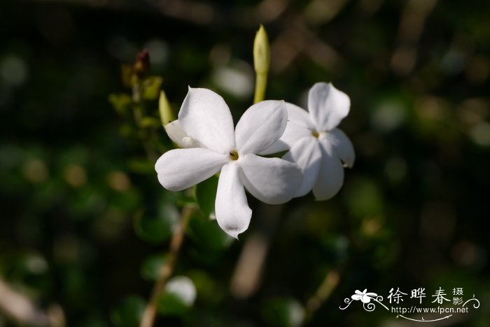 元江素馨Jasminum yuanjiangense