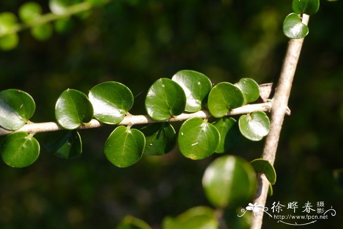 元江素馨Jasminum yuanjiangense