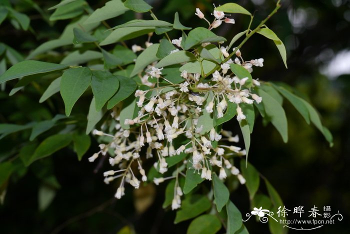 小叶红叶藤Rourea microphylla