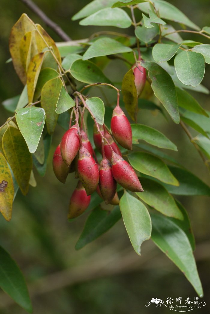 小叶红叶藤Rourea microphylla