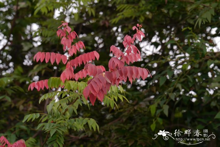 小叶红叶藤Rourea microphylla