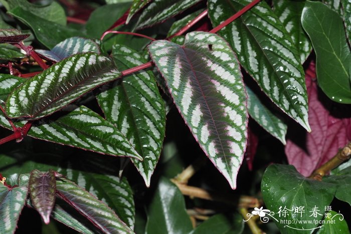 青紫葛Cissus discolor