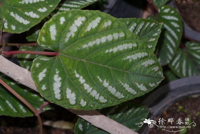 青紫葛Cissus discolor