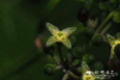四棱白粉藤Cissus subtetragona