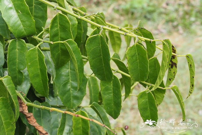 四棱白粉藤Cissus subtetragona