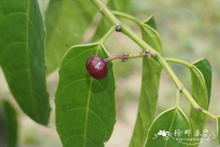 四棱白粉藤Cissus subtetragona