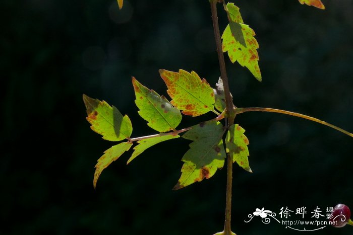 显齿蛇葡萄Ampelopsis grossedentata