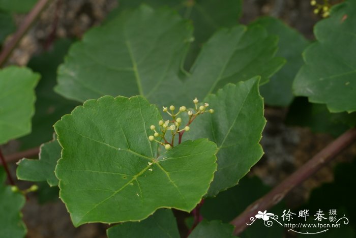 葎叶蛇葡萄Ampelopsis humulifolia