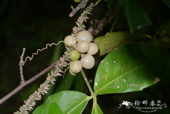 十字崖爬藤Tetrastigma cruciatum