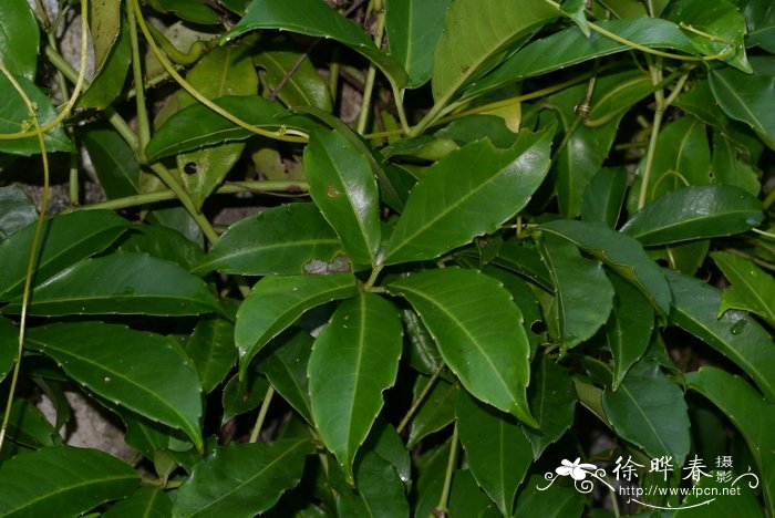 十字崖爬藤Tetrastigma cruciatum