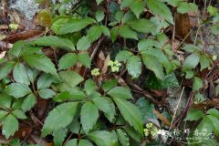 角花乌蔹莓Cayratia corniculata