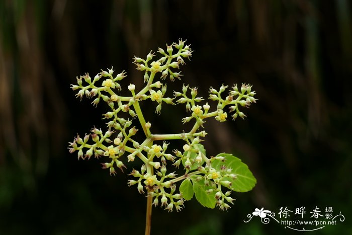 角花乌蔹莓Cayratia corniculata