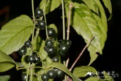 尖叶乌蔹莓Cayratia japonica var. pseudotrifolia
