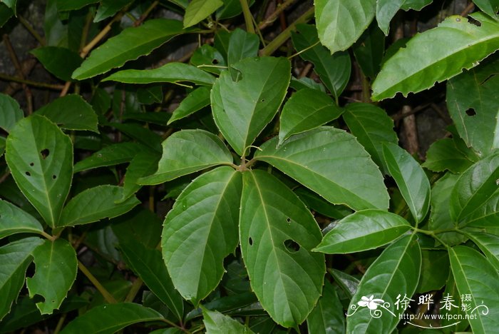 红枝崖爬藤Tetrastigma erubescens