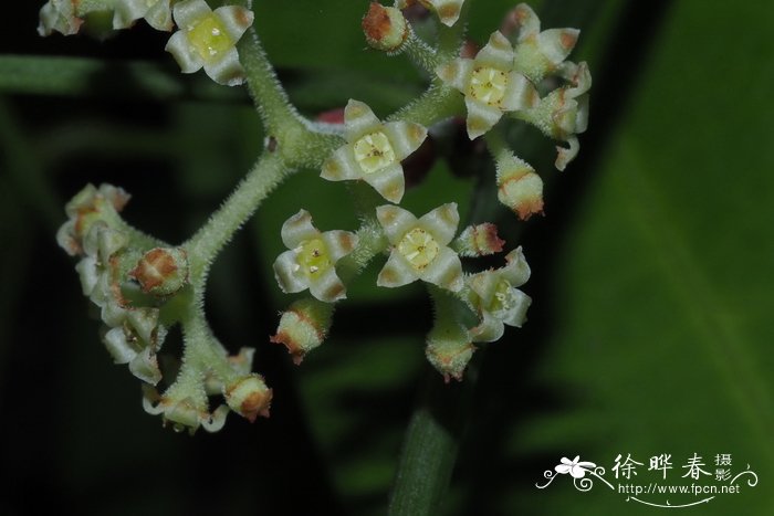 蒙自崖爬藤Tetrastigma henryi