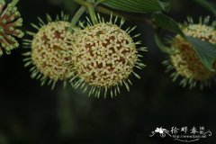 毛钩藤Uncaria hirsuta