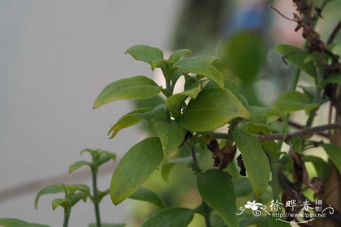 蔓炎花 Manettia paraguariensis