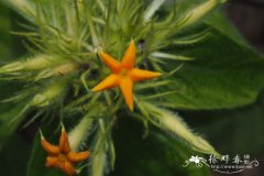 胀管玉叶金花 Mussaenda inflata